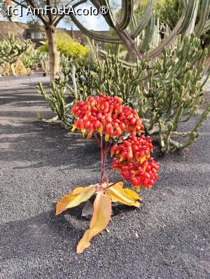 [P07] Jardin de Cactus » foto by crismis
 - 
<span class="allrVoted glyphicon glyphicon-heart hidden" id="av1483699"></span>
<a class="m-l-10 hidden" id="sv1483699" onclick="voting_Foto_DelVot(,1483699,1154)" role="button">șterge vot <span class="glyphicon glyphicon-remove"></span></a>
<a id="v91483699" class=" c-red"  onclick="voting_Foto_SetVot(1483699)" role="button"><span class="glyphicon glyphicon-heart-empty"></span> <b>LIKE</b> = Votează poza</a> <img class="hidden"  id="f1483699W9" src="/imagini/loader.gif" border="0" /><span class="AjErrMes hidden" id="e1483699ErM"></span>