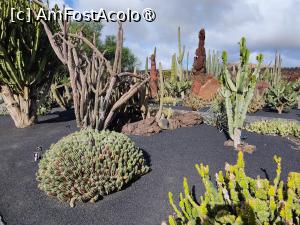 [P09] Jardin de Cactus » foto by crismis
 - 
<span class="allrVoted glyphicon glyphicon-heart hidden" id="av1483701"></span>
<a class="m-l-10 hidden" id="sv1483701" onclick="voting_Foto_DelVot(,1483701,1154)" role="button">șterge vot <span class="glyphicon glyphicon-remove"></span></a>
<a id="v91483701" class=" c-red"  onclick="voting_Foto_SetVot(1483701)" role="button"><span class="glyphicon glyphicon-heart-empty"></span> <b>LIKE</b> = Votează poza</a> <img class="hidden"  id="f1483701W9" src="/imagini/loader.gif" border="0" /><span class="AjErrMes hidden" id="e1483701ErM"></span>