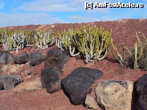 [P06] 6. Playa Blanca. O parte din clădiri sunt amplasate într-o zonă semi-deșertică, colorată în roșu și negru. Principala vegetație sunt cactușii.  » foto by msnd
 - 
<span class="allrVoted glyphicon glyphicon-heart hidden" id="av495666"></span>
<a class="m-l-10 hidden" id="sv495666" onclick="voting_Foto_DelVot(,495666,1154)" role="button">șterge vot <span class="glyphicon glyphicon-remove"></span></a>
<a id="v9495666" class=" c-red"  onclick="voting_Foto_SetVot(495666)" role="button"><span class="glyphicon glyphicon-heart-empty"></span> <b>LIKE</b> = Votează poza</a> <img class="hidden"  id="f495666W9" src="/imagini/loader.gif" border="0" /><span class="AjErrMes hidden" id="e495666ErM"></span>