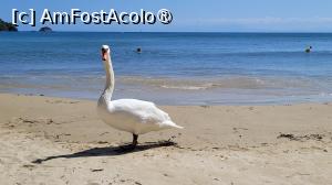 [P01] Plaja Koukounaries, Skiathos » foto by vlado2
 - 
<span class="allrVoted glyphicon glyphicon-heart hidden" id="av1521971"></span>
<a class="m-l-10 hidden" id="sv1521971" onclick="voting_Foto_DelVot(,1521971,1166)" role="button">șterge vot <span class="glyphicon glyphicon-remove"></span></a>
<a id="v91521971" class=" c-red"  onclick="voting_Foto_SetVot(1521971)" role="button"><span class="glyphicon glyphicon-heart-empty"></span> <b>LIKE</b> = Votează poza</a> <img class="hidden"  id="f1521971W9" src="/imagini/loader.gif" border="0" /><span class="AjErrMes hidden" id="e1521971ErM"></span>