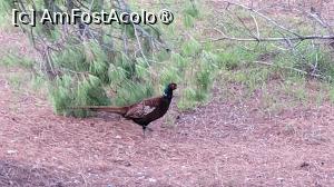 [P06] Fazanii din Koukounaries, Skiathos » foto by vlado2
 - 
<span class="allrVoted glyphicon glyphicon-heart hidden" id="av1521976"></span>
<a class="m-l-10 hidden" id="sv1521976" onclick="voting_Foto_DelVot(,1521976,1166)" role="button">șterge vot <span class="glyphicon glyphicon-remove"></span></a>
<a id="v91521976" class=" c-red"  onclick="voting_Foto_SetVot(1521976)" role="button"><span class="glyphicon glyphicon-heart-empty"></span> <b>LIKE</b> = Votează poza</a> <img class="hidden"  id="f1521976W9" src="/imagini/loader.gif" border="0" /><span class="AjErrMes hidden" id="e1521976ErM"></span>