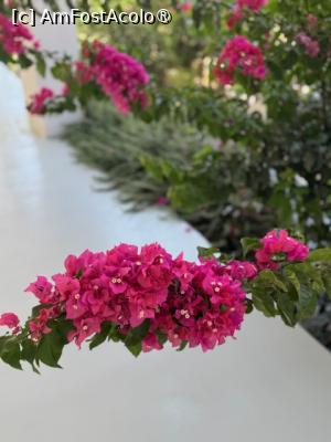 [P05] Boungavillea de la Aegean Gem » foto by andreeavro
 - 
<span class="allrVoted glyphicon glyphicon-heart hidden" id="av1487809"></span>
<a class="m-l-10 hidden" id="sv1487809" onclick="voting_Foto_DelVot(,1487809,1177)" role="button">șterge vot <span class="glyphicon glyphicon-remove"></span></a>
<a id="v91487809" class=" c-red"  onclick="voting_Foto_SetVot(1487809)" role="button"><span class="glyphicon glyphicon-heart-empty"></span> <b>LIKE</b> = Votează poza</a> <img class="hidden"  id="f1487809W9" src="/imagini/loader.gif" border="0" /><span class="AjErrMes hidden" id="e1487809ErM"></span>