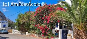 [P53] Bougainvillea de Lagada, Amorgos » foto by irinad
 - 
<span class="allrVoted glyphicon glyphicon-heart hidden" id="av1484269"></span>
<a class="m-l-10 hidden" id="sv1484269" onclick="voting_Foto_DelVot(,1484269,1227)" role="button">șterge vot <span class="glyphicon glyphicon-remove"></span></a>
<a id="v91484269" class=" c-red"  onclick="voting_Foto_SetVot(1484269)" role="button"><span class="glyphicon glyphicon-heart-empty"></span> <b>LIKE</b> = Votează poza</a> <img class="hidden"  id="f1484269W9" src="/imagini/loader.gif" border="0" /><span class="AjErrMes hidden" id="e1484269ErM"></span>