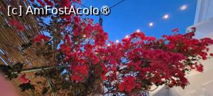 [P95] Bougainvillea de Chora Amorgos » foto by irinad
 - 
<span class="allrVoted glyphicon glyphicon-heart hidden" id="av1484311"></span>
<a class="m-l-10 hidden" id="sv1484311" onclick="voting_Foto_DelVot(,1484311,1227)" role="button">șterge vot <span class="glyphicon glyphicon-remove"></span></a>
<a id="v91484311" class=" c-red"  onclick="voting_Foto_SetVot(1484311)" role="button"><span class="glyphicon glyphicon-heart-empty"></span> <b>LIKE</b> = Votează poza</a> <img class="hidden"  id="f1484311W9" src="/imagini/loader.gif" border="0" /><span class="AjErrMes hidden" id="e1484311ErM"></span>