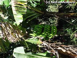 [P19] poza trebuie rotita spre stanga. Este un trunchi de banane, intr-un bananier, de la marginea drumului. Peste tot le gasesti, chiar si in padurile tropicale, fara a fi culturi organizate. Tara e plina de aceste plante, care cresc peste tot, in parcuri, paduri, curti case, hoteluri » foto by grecudoina
 - 
<span class="allrVoted glyphicon glyphicon-heart hidden" id="av601372"></span>
<a class="m-l-10 hidden" id="sv601372" onclick="voting_Foto_DelVot(,601372,1272)" role="button">șterge vot <span class="glyphicon glyphicon-remove"></span></a>
<a id="v9601372" class=" c-red"  onclick="voting_Foto_SetVot(601372)" role="button"><span class="glyphicon glyphicon-heart-empty"></span> <b>LIKE</b> = Votează poza</a> <img class="hidden"  id="f601372W9" src="/imagini/loader.gif" border="0" /><span class="AjErrMes hidden" id="e601372ErM"></span>