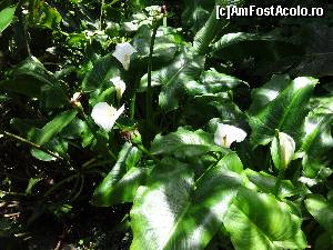 [P11] cala salbatica, prin padurea Cloud Forest » foto by grecudoina
 - 
<span class="allrVoted glyphicon glyphicon-heart hidden" id="av602902"></span>
<a class="m-l-10 hidden" id="sv602902" onclick="voting_Foto_DelVot(,602902,1272)" role="button">șterge vot <span class="glyphicon glyphicon-remove"></span></a>
<a id="v9602902" class=" c-red"  onclick="voting_Foto_SetVot(602902)" role="button"><span class="glyphicon glyphicon-heart-empty"></span> <b>LIKE</b> = Votează poza</a> <img class="hidden"  id="f602902W9" src="/imagini/loader.gif" border="0" /><span class="AjErrMes hidden" id="e602902ErM"></span>