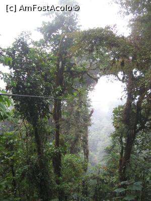 [P21] Canopy Santa Elena, Selva verde.  » foto by Nico15
 - 
<span class="allrVoted glyphicon glyphicon-heart hidden" id="av952670"></span>
<a class="m-l-10 hidden" id="sv952670" onclick="voting_Foto_DelVot(,952670,1272)" role="button">șterge vot <span class="glyphicon glyphicon-remove"></span></a>
<a id="v9952670" class=" c-red"  onclick="voting_Foto_SetVot(952670)" role="button"><span class="glyphicon glyphicon-heart-empty"></span> <b>LIKE</b> = Votează poza</a> <img class="hidden"  id="f952670W9" src="/imagini/loader.gif" border="0" /><span class="AjErrMes hidden" id="e952670ErM"></span>