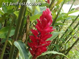 [P07] Bromelia » foto by Nico15
 - 
<span class="allrVoted glyphicon glyphicon-heart hidden" id="av952864"></span>
<a class="m-l-10 hidden" id="sv952864" onclick="voting_Foto_DelVot(,952864,1272)" role="button">șterge vot <span class="glyphicon glyphicon-remove"></span></a>
<a id="v9952864" class=" c-red"  onclick="voting_Foto_SetVot(952864)" role="button"><span class="glyphicon glyphicon-heart-empty"></span> <b>LIKE</b> = Votează poza</a> <img class="hidden"  id="f952864W9" src="/imagini/loader.gif" border="0" /><span class="AjErrMes hidden" id="e952864ErM"></span>