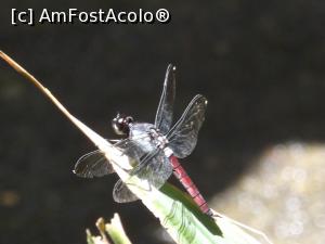 [P10] Pasarea Colibri » foto by Nico15
 - 
<span class="allrVoted glyphicon glyphicon-heart hidden" id="av953339"></span>
<a class="m-l-10 hidden" id="sv953339" onclick="voting_Foto_DelVot(,953339,1272)" role="button">șterge vot <span class="glyphicon glyphicon-remove"></span></a>
<a id="v9953339" class=" c-red"  onclick="voting_Foto_SetVot(953339)" role="button"><span class="glyphicon glyphicon-heart-empty"></span> <b>LIKE</b> = Votează poza</a> <img class="hidden"  id="f953339W9" src="/imagini/loader.gif" border="0" /><span class="AjErrMes hidden" id="e953339ErM"></span>