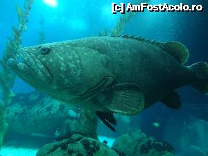 [P07] Garoupa (grouper) traiesc in recifele de corali si ocupa un adapost permanent în găurile acestora. Din acest motiv, cei amatori de scuba -diving trebuie sa se apropie cu precautie, deoarece acest peste, poate ajunge la 300 kg, atacul lor pot avea consecinte imprevizibile, muscatura eliminand o toxina.  » foto by Marian Preda
 - 
<span class="allrVoted glyphicon glyphicon-heart hidden" id="av480093"></span>
<a class="m-l-10 hidden" id="sv480093" onclick="voting_Foto_DelVot(,480093,1392)" role="button">șterge vot <span class="glyphicon glyphicon-remove"></span></a>
<a id="v9480093" class=" c-red"  onclick="voting_Foto_SetVot(480093)" role="button"><span class="glyphicon glyphicon-heart-empty"></span> <b>LIKE</b> = Votează poza</a> <img class="hidden"  id="f480093W9" src="/imagini/loader.gif" border="0" /><span class="AjErrMes hidden" id="e480093ErM"></span>