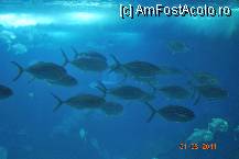 [P03] Oceanarium - o foarte mica parte din miile de pesti ce inotau in acvariul central » foto by deliutza27
 - 
<span class="allrVoted glyphicon glyphicon-heart hidden" id="av194924"></span>
<a class="m-l-10 hidden" id="sv194924" onclick="voting_Foto_DelVot(,194924,1392)" role="button">șterge vot <span class="glyphicon glyphicon-remove"></span></a>
<a id="v9194924" class=" c-red"  onclick="voting_Foto_SetVot(194924)" role="button"><span class="glyphicon glyphicon-heart-empty"></span> <b>LIKE</b> = Votează poza</a> <img class="hidden"  id="f194924W9" src="/imagini/loader.gif" border="0" /><span class="AjErrMes hidden" id="e194924ErM"></span>