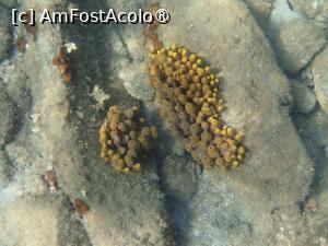 [P03] Karidi beach, snorkeling » foto by Dragoș_MD
 - 
<span class="allrVoted glyphicon glyphicon-heart hidden" id="av1469442"></span>
<a class="m-l-10 hidden" id="sv1469442" onclick="voting_Foto_DelVot(,1469442,1423)" role="button">șterge vot <span class="glyphicon glyphicon-remove"></span></a>
<a id="v91469442" class=" c-red"  onclick="voting_Foto_SetVot(1469442)" role="button"><span class="glyphicon glyphicon-heart-empty"></span> <b>LIKE</b> = Votează poza</a> <img class="hidden"  id="f1469442W9" src="/imagini/loader.gif" border="0" /><span class="AjErrMes hidden" id="e1469442ErM"></span>