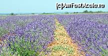 [P91] lanuri de lavanda si livada maslini langa Riez » foto by maxIC
 - 
<span class="allrVoted glyphicon glyphicon-heart hidden" id="av334243"></span>
<a class="m-l-10 hidden" id="sv334243" onclick="voting_Foto_DelVot(,334243,1628)" role="button">șterge vot <span class="glyphicon glyphicon-remove"></span></a>
<a id="v9334243" class=" c-red"  onclick="voting_Foto_SetVot(334243)" role="button"><span class="glyphicon glyphicon-heart-empty"></span> <b>LIKE</b> = Votează poza</a> <img class="hidden"  id="f334243W9" src="/imagini/loader.gif" border="0" /><span class="AjErrMes hidden" id="e334243ErM"></span>