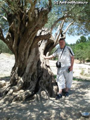 [P35] Pont du Gard - pe drum, un măslin secular » foto by Carmen Ion
 - 
<span class="allrVoted glyphicon glyphicon-heart hidden" id="av582107"></span>
<a class="m-l-10 hidden" id="sv582107" onclick="voting_Foto_DelVot(,582107,1628)" role="button">șterge vot <span class="glyphicon glyphicon-remove"></span></a>
<a id="v9582107" class=" c-red"  onclick="voting_Foto_SetVot(582107)" role="button"><span class="glyphicon glyphicon-heart-empty"></span> <b>LIKE</b> = Votează poza</a> <img class="hidden"  id="f582107W9" src="/imagini/loader.gif" border="0" /><span class="AjErrMes hidden" id="e582107ErM"></span>