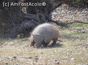 [P26] sunt si alte vietăți în acest areal, aici un armadillo » foto by robert
 - 
<span class="allrVoted glyphicon glyphicon-heart hidden" id="av1034595"></span>
<a class="m-l-10 hidden" id="sv1034595" onclick="voting_Foto_DelVot(,1034595,1650)" role="button">șterge vot <span class="glyphicon glyphicon-remove"></span></a>
<a id="v91034595" class=" c-red"  onclick="voting_Foto_SetVot(1034595)" role="button"><span class="glyphicon glyphicon-heart-empty"></span> <b>LIKE</b> = Votează poza</a> <img class="hidden"  id="f1034595W9" src="/imagini/loader.gif" border="0" /><span class="AjErrMes hidden" id="e1034595ErM"></span>