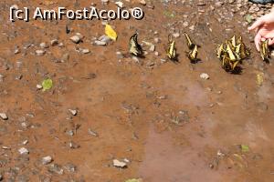 [P15] Puerto de Iguazu, Parque Nacional Iguazu, Cataratas, Expoziție de fluturi vii în aer liber...  » foto by mprofeanu
 - 
<span class="allrVoted glyphicon glyphicon-heart hidden" id="av1155703"></span>
<a class="m-l-10 hidden" id="sv1155703" onclick="voting_Foto_DelVot(,1155703,1653)" role="button">șterge vot <span class="glyphicon glyphicon-remove"></span></a>
<a id="v91155703" class=" c-red"  onclick="voting_Foto_SetVot(1155703)" role="button"><span class="glyphicon glyphicon-heart-empty"></span> <b>LIKE</b> = Votează poza</a> <img class="hidden"  id="f1155703W9" src="/imagini/loader.gif" border="0" /><span class="AjErrMes hidden" id="e1155703ErM"></span>