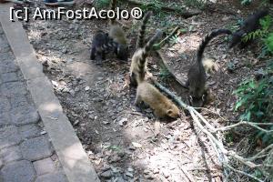 [P31] Puerto de Iguazu, Parque Nacional Iguazu, Coații, puiuți buni prieteni între ei...  » foto by mprofeanu
 - 
<span class="allrVoted glyphicon glyphicon-heart hidden" id="av1155719"></span>
<a class="m-l-10 hidden" id="sv1155719" onclick="voting_Foto_DelVot(,1155719,1653)" role="button">șterge vot <span class="glyphicon glyphicon-remove"></span></a>
<a id="v91155719" class=" c-red"  onclick="voting_Foto_SetVot(1155719)" role="button"><span class="glyphicon glyphicon-heart-empty"></span> <b>LIKE</b> = Votează poza</a> <img class="hidden"  id="f1155719W9" src="/imagini/loader.gif" border="0" /><span class="AjErrMes hidden" id="e1155719ErM"></span>