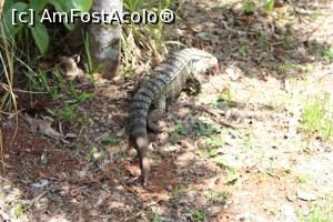 [P77] Puerto de Iguazu, Parque Nacional Iguazu, Reptila Tegu Negru, Am alergat după ea pentru pozare... » foto by mprofeanu
 - 
<span class="allrVoted glyphicon glyphicon-heart hidden" id="av1155765"></span>
<a class="m-l-10 hidden" id="sv1155765" onclick="voting_Foto_DelVot(,1155765,1653)" role="button">șterge vot <span class="glyphicon glyphicon-remove"></span></a>
<a id="v91155765" class=" c-red"  onclick="voting_Foto_SetVot(1155765)" role="button"><span class="glyphicon glyphicon-heart-empty"></span> <b>LIKE</b> = Votează poza</a> <img class="hidden"  id="f1155765W9" src="/imagini/loader.gif" border="0" /><span class="AjErrMes hidden" id="e1155765ErM"></span>