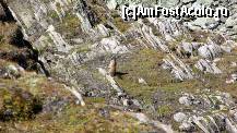 [P33] Kitzsteinhorn - Alpinecenter; marmota: 'Auzi, ai 'ciucalată'? ' » foto by Dragoș_MD
 - 
<span class="allrVoted glyphicon glyphicon-heart hidden" id="av379357"></span>
<a class="m-l-10 hidden" id="sv379357" onclick="voting_Foto_DelVot(,379357,1732)" role="button">șterge vot <span class="glyphicon glyphicon-remove"></span></a>
<a id="v9379357" class=" c-red"  onclick="voting_Foto_SetVot(379357)" role="button"><span class="glyphicon glyphicon-heart-empty"></span> <b>LIKE</b> = Votează poza</a> <img class="hidden"  id="f379357W9" src="/imagini/loader.gif" border="0" /><span class="AjErrMes hidden" id="e379357ErM"></span>