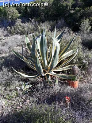 [P13] aloe » foto by adrianbogdan
 - 
<span class="allrVoted glyphicon glyphicon-heart hidden" id="av1033859"></span>
<a class="m-l-10 hidden" id="sv1033859" onclick="voting_Foto_DelVot(,1033859,1738)" role="button">șterge vot <span class="glyphicon glyphicon-remove"></span></a>
<a id="v91033859" class=" c-red"  onclick="voting_Foto_SetVot(1033859)" role="button"><span class="glyphicon glyphicon-heart-empty"></span> <b>LIKE</b> = Votează poza</a> <img class="hidden"  id="f1033859W9" src="/imagini/loader.gif" border="0" /><span class="AjErrMes hidden" id="e1033859ErM"></span>