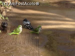 [P26] Papagali si porumbei in Parcul Guell » foto by Bodobo
 - 
<span class="allrVoted glyphicon glyphicon-heart hidden" id="av951026"></span>
<a class="m-l-10 hidden" id="sv951026" onclick="voting_Foto_DelVot(,951026,1999)" role="button">șterge vot <span class="glyphicon glyphicon-remove"></span></a>
<a id="v9951026" class=" c-red"  onclick="voting_Foto_SetVot(951026)" role="button"><span class="glyphicon glyphicon-heart-empty"></span> <b>LIKE</b> = Votează poza</a> <img class="hidden"  id="f951026W9" src="/imagini/loader.gif" border="0" /><span class="AjErrMes hidden" id="e951026ErM"></span>