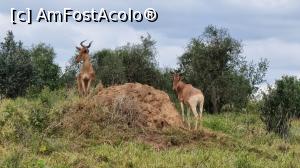 [P24] Coke's Hartebeest  » foto by robert
 - 
<span class="allrVoted glyphicon glyphicon-heart hidden" id="av1250871"></span>
<a class="m-l-10 hidden" id="sv1250871" onclick="voting_Foto_DelVot(,1250871,2009)" role="button">șterge vot <span class="glyphicon glyphicon-remove"></span></a>
<a id="v91250871" class=" c-red"  onclick="voting_Foto_SetVot(1250871)" role="button"><span class="glyphicon glyphicon-heart-empty"></span> <b>LIKE</b> = Votează poza</a> <img class="hidden"  id="f1250871W9" src="/imagini/loader.gif" border="0" /><span class="AjErrMes hidden" id="e1250871ErM"></span>