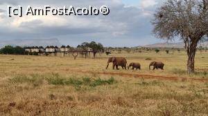 P20 [JUL-2021] familie elefanți