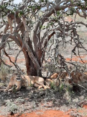 [P13] prin Tsavo Est » foto by nela b
 - 
<span class="allrVoted glyphicon glyphicon-heart hidden" id="av1515229"></span>
<a class="m-l-10 hidden" id="sv1515229" onclick="voting_Foto_DelVot(,1515229,2009)" role="button">șterge vot <span class="glyphicon glyphicon-remove"></span></a>
<a id="v91515229" class=" c-red"  onclick="voting_Foto_SetVot(1515229)" role="button"><span class="glyphicon glyphicon-heart-empty"></span> <b>LIKE</b> = Votează poza</a> <img class="hidden"  id="f1515229W9" src="/imagini/loader.gif" border="0" /><span class="AjErrMes hidden" id="e1515229ErM"></span>