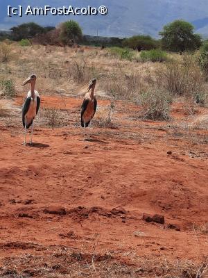 [P17] la Ngutuni Lodge » foto by nela b
 - 
<span class="allrVoted glyphicon glyphicon-heart hidden" id="av1515233"></span>
<a class="m-l-10 hidden" id="sv1515233" onclick="voting_Foto_DelVot(,1515233,2009)" role="button">șterge vot <span class="glyphicon glyphicon-remove"></span></a>
<a id="v91515233" class=" c-red"  onclick="voting_Foto_SetVot(1515233)" role="button"><span class="glyphicon glyphicon-heart-empty"></span> <b>LIKE</b> = Votează poza</a> <img class="hidden"  id="f1515233W9" src="/imagini/loader.gif" border="0" /><span class="AjErrMes hidden" id="e1515233ErM"></span>