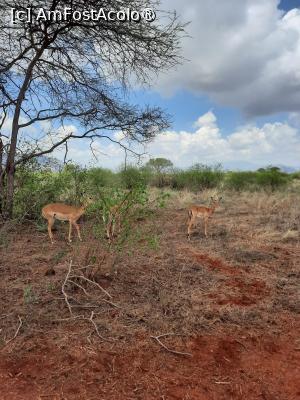 [P21] prin Tsavo Est » foto by nela b
 - 
<span class="allrVoted glyphicon glyphicon-heart hidden" id="av1515237"></span>
<a class="m-l-10 hidden" id="sv1515237" onclick="voting_Foto_DelVot(,1515237,2009)" role="button">șterge vot <span class="glyphicon glyphicon-remove"></span></a>
<a id="v91515237" class=" c-red"  onclick="voting_Foto_SetVot(1515237)" role="button"><span class="glyphicon glyphicon-heart-empty"></span> <b>LIKE</b> = Votează poza</a> <img class="hidden"  id="f1515237W9" src="/imagini/loader.gif" border="0" /><span class="AjErrMes hidden" id="e1515237ErM"></span>