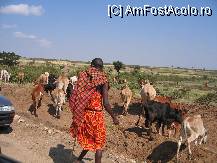[P21] ... in drum spre tabara de safari Tipilikwani. Nu, nu exista asfalt 'la tara' iar din Nairobi am facut 6 ore cu masina pana in Masai Mara. Ni s-au relocat toate organele:) insa face parte din farmec. Acesta e un pastor Maasai = nu sunt un trib de razboinici. Nu ei. » foto by sonike
 - 
<span class="allrVoted glyphicon glyphicon-heart hidden" id="av81060"></span>
<a class="m-l-10 hidden" id="sv81060" onclick="voting_Foto_DelVot(,81060,2009)" role="button">șterge vot <span class="glyphicon glyphicon-remove"></span></a>
<a id="v981060" class=" c-red"  onclick="voting_Foto_SetVot(81060)" role="button"><span class="glyphicon glyphicon-heart-empty"></span> <b>LIKE</b> = Votează poza</a> <img class="hidden"  id="f81060W9" src="/imagini/loader.gif" border="0" /><span class="AjErrMes hidden" id="e81060ErM"></span>