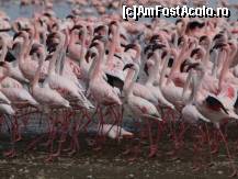 [P05] Nakuru Lake. O minunatie de lac sarat, populat de multe pasari flamingo. Detaliile ce le prinde ochiul rar le prinde camera, mai ales in mainile unui neprofesionist ca mine:) » foto by sonike
 - 
<span class="allrVoted glyphicon glyphicon-heart hidden" id="av80775"></span>
<a class="m-l-10 hidden" id="sv80775" onclick="voting_Foto_DelVot(,80775,2009)" role="button">șterge vot <span class="glyphicon glyphicon-remove"></span></a>
<a id="v980775" class=" c-red"  onclick="voting_Foto_SetVot(80775)" role="button"><span class="glyphicon glyphicon-heart-empty"></span> <b>LIKE</b> = Votează poza</a> <img class="hidden"  id="f80775W9" src="/imagini/loader.gif" border="0" /><span class="AjErrMes hidden" id="e80775ErM"></span>