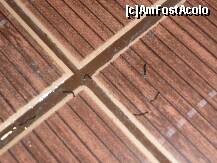 [P02] vecinii viermisori din Hotelul Kaliakra - viermi de 4 stele » foto by misterfantastic
 - 
<span class="allrVoted glyphicon glyphicon-heart hidden" id="av122640"></span>
<a class="m-l-10 hidden" id="sv122640" onclick="voting_Foto_DelVot(,122640,2141)" role="button">șterge vot <span class="glyphicon glyphicon-remove"></span></a>
<a id="v9122640" class=" c-red"  onclick="voting_Foto_SetVot(122640)" role="button"><span class="glyphicon glyphicon-heart-empty"></span> <b>LIKE</b> = Votează poza</a> <img class="hidden"  id="f122640W9" src="/imagini/loader.gif" border="0" /><span class="AjErrMes hidden" id="e122640ErM"></span>