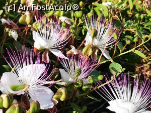 [P30] Castro - frumoase passiflora » foto by crismis
 - 
<span class="allrVoted glyphicon glyphicon-heart hidden" id="av1171203"></span>
<a class="m-l-10 hidden" id="sv1171203" onclick="voting_Foto_DelVot(,1171203,2166)" role="button">șterge vot <span class="glyphicon glyphicon-remove"></span></a>
<a id="v91171203" class=" c-red"  onclick="voting_Foto_SetVot(1171203)" role="button"><span class="glyphicon glyphicon-heart-empty"></span> <b>LIKE</b> = Votează poza</a> <img class="hidden"  id="f1171203W9" src="/imagini/loader.gif" border="0" /><span class="AjErrMes hidden" id="e1171203ErM"></span>