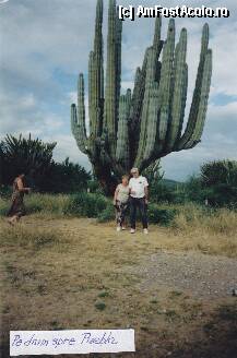 [P27] Kilometrii intregi cu cactusi giganti » foto by Michi
 - 
<span class="allrVoted glyphicon glyphicon-heart hidden" id="av181610"></span>
<a class="m-l-10 hidden" id="sv181610" onclick="voting_Foto_DelVot(,181610,2210)" role="button">șterge vot <span class="glyphicon glyphicon-remove"></span></a>
<a id="v9181610" class=" c-red"  onclick="voting_Foto_SetVot(181610)" role="button"><span class="glyphicon glyphicon-heart-empty"></span> <b>LIKE</b> = Votează poza</a> <img class="hidden"  id="f181610W9" src="/imagini/loader.gif" border="0" /><span class="AjErrMes hidden" id="e181610ErM"></span>