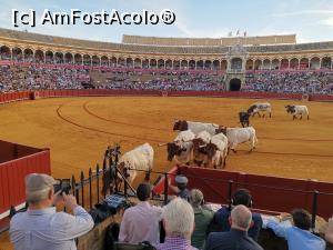 [P55] Spectacol de coridă la Plaza de Toros de Maestranza din Sevilia. Cireada care trebuia să scoată afară taurul rănit, incapabil să mai facă spectacol.  » foto by Aurici
 - 
<span class="allrVoted glyphicon glyphicon-heart hidden" id="av1093213"></span>
<a class="m-l-10 hidden" id="sv1093213" onclick="voting_Foto_DelVot(,1093213,2251)" role="button">șterge vot <span class="glyphicon glyphicon-remove"></span></a>
<a id="v91093213" class=" c-red"  onclick="voting_Foto_SetVot(1093213)" role="button"><span class="glyphicon glyphicon-heart-empty"></span> <b>LIKE</b> = Votează poza</a> <img class="hidden"  id="f1093213W9" src="/imagini/loader.gif" border="0" /><span class="AjErrMes hidden" id="e1093213ErM"></span>