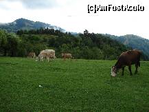 [P11] Viata la tara.. » foto by nicolaie iulian
 - 
<span class="allrVoted glyphicon glyphicon-heart hidden" id="av232208"></span>
<a class="m-l-10 hidden" id="sv232208" onclick="voting_Foto_DelVot(,232208,2305)" role="button">șterge vot <span class="glyphicon glyphicon-remove"></span></a>
<a id="v9232208" class=" c-red"  onclick="voting_Foto_SetVot(232208)" role="button"><span class="glyphicon glyphicon-heart-empty"></span> <b>LIKE</b> = Votează poza</a> <img class="hidden"  id="f232208W9" src="/imagini/loader.gif" border="0" /><span class="AjErrMes hidden" id="e232208ErM"></span>