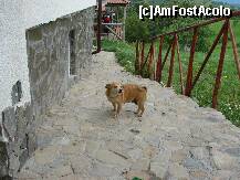 [P04] Catelusa Betty un tovaras de nadejde la gratar.. » foto by nicolaie iulian
 - 
<span class="allrVoted glyphicon glyphicon-heart hidden" id="av232201"></span>
<a class="m-l-10 hidden" id="sv232201" onclick="voting_Foto_DelVot(,232201,2305)" role="button">șterge vot <span class="glyphicon glyphicon-remove"></span></a>
<a id="v9232201" class=" c-red"  onclick="voting_Foto_SetVot(232201)" role="button"><span class="glyphicon glyphicon-heart-empty"></span> <b>LIKE</b> = Votează poza</a> <img class="hidden"  id="f232201W9" src="/imagini/loader.gif" border="0" /><span class="AjErrMes hidden" id="e232201ErM"></span>