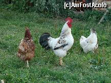 [P06] Ceasul desteptator de la CASA NOBILA.. » foto by nicolaie iulian
 - 
<span class="allrVoted glyphicon glyphicon-heart hidden" id="av232203"></span>
<a class="m-l-10 hidden" id="sv232203" onclick="voting_Foto_DelVot(,232203,2305)" role="button">șterge vot <span class="glyphicon glyphicon-remove"></span></a>
<a id="v9232203" class=" c-red"  onclick="voting_Foto_SetVot(232203)" role="button"><span class="glyphicon glyphicon-heart-empty"></span> <b>LIKE</b> = Votează poza</a> <img class="hidden"  id="f232203W9" src="/imagini/loader.gif" border="0" /><span class="AjErrMes hidden" id="e232203ErM"></span>