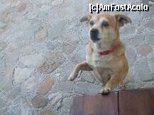 [P04] Betty - cainele gazdei » foto by Nicoleta M.
 - 
<span class="allrVoted glyphicon glyphicon-heart hidden" id="av233837"></span>
<a class="m-l-10 hidden" id="sv233837" onclick="voting_Foto_DelVot(,233837,2305)" role="button">șterge vot <span class="glyphicon glyphicon-remove"></span></a>
<a id="v9233837" class=" c-red"  onclick="voting_Foto_SetVot(233837)" role="button"><span class="glyphicon glyphicon-heart-empty"></span> <b>LIKE</b> = Votează poza</a> <img class="hidden"  id="f233837W9" src="/imagini/loader.gif" border="0" /><span class="AjErrMes hidden" id="e233837ErM"></span>