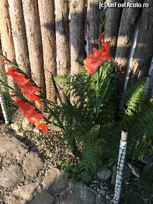 [P33] gladiole in curte » foto by Dan&Ema
 - 
<span class="allrVoted glyphicon glyphicon-heart hidden" id="av656383"></span>
<a class="m-l-10 hidden" id="sv656383" onclick="voting_Foto_DelVot(,656383,2305)" role="button">șterge vot <span class="glyphicon glyphicon-remove"></span></a>
<a id="v9656383" class=" c-red"  onclick="voting_Foto_SetVot(656383)" role="button"><span class="glyphicon glyphicon-heart-empty"></span> <b>LIKE</b> = Votează poza</a> <img class="hidden"  id="f656383W9" src="/imagini/loader.gif" border="0" /><span class="AjErrMes hidden" id="e656383ErM"></span>