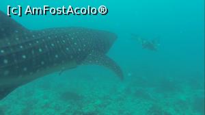 [P18] whale shark 10 m » foto by mihai-
 - 
<span class="allrVoted glyphicon glyphicon-heart hidden" id="av717414"></span>
<a class="m-l-10 hidden" id="sv717414" onclick="voting_Foto_DelVot(,717414,2393)" role="button">șterge vot <span class="glyphicon glyphicon-remove"></span></a>
<a id="v9717414" class=" c-red"  onclick="voting_Foto_SetVot(717414)" role="button"><span class="glyphicon glyphicon-heart-empty"></span> <b>LIKE</b> = Votează poza</a> <img class="hidden"  id="f717414W9" src="/imagini/loader.gif" border="0" /><span class="AjErrMes hidden" id="e717414ErM"></span>