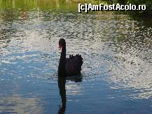 [P33] Lebadoiul cel negru tot de pe lacul de la Cheile Gradistei » foto by ileanaxperta*
 - 
<span class="allrVoted glyphicon glyphicon-heart hidden" id="av77690"></span>
<a class="m-l-10 hidden" id="sv77690" onclick="voting_Foto_DelVot(,77690,2421)" role="button">șterge vot <span class="glyphicon glyphicon-remove"></span></a>
<a id="v977690" class=" c-red"  onclick="voting_Foto_SetVot(77690)" role="button"><span class="glyphicon glyphicon-heart-empty"></span> <b>LIKE</b> = Votează poza</a> <img class="hidden"  id="f77690W9" src="/imagini/loader.gif" border="0" /><span class="AjErrMes hidden" id="e77690ErM"></span>