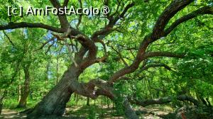 P12 [APR-2024] Stejarul îngenuncheat din pădurea Caraorman