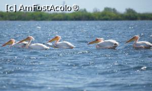 P30 [APR-2024] Colonie de pelicani