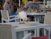 [P09] Aici suntem la Bar Terasa Barbeque, unde puteti practica gratuit bird watchingul pe pescarusii infometati de la masa vecina. » foto by teoanton
 - 
<span class="allrVoted glyphicon glyphicon-heart hidden" id="av84400"></span>
<a class="m-l-10 hidden" id="sv84400" onclick="voting_Foto_DelVot(,84400,2594)" role="button">șterge vot <span class="glyphicon glyphicon-remove"></span></a>
<a id="v984400" class=" c-red"  onclick="voting_Foto_SetVot(84400)" role="button"><span class="glyphicon glyphicon-heart-empty"></span> <b>LIKE</b> = Votează poza</a> <img class="hidden"  id="f84400W9" src="/imagini/loader.gif" border="0" /><span class="AjErrMes hidden" id="e84400ErM"></span>