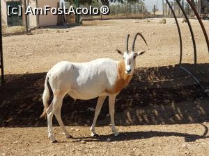 [P31] A doua vacanță în Tunisia – la Zoo » foto by nicole33
 - 
<span class="allrVoted glyphicon glyphicon-heart hidden" id="av1239515"></span>
<a class="m-l-10 hidden" id="sv1239515" onclick="voting_Foto_DelVot(,1239515,2617)" role="button">șterge vot <span class="glyphicon glyphicon-remove"></span></a>
<a id="v91239515" class=" c-red"  onclick="voting_Foto_SetVot(1239515)" role="button"><span class="glyphicon glyphicon-heart-empty"></span> <b>LIKE</b> = Votează poza</a> <img class="hidden"  id="f1239515W9" src="/imagini/loader.gif" border="0" /><span class="AjErrMes hidden" id="e1239515ErM"></span>