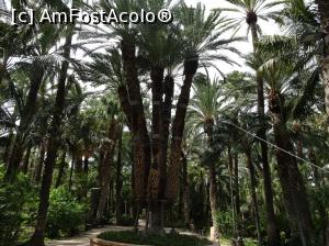 P01 [SEP-2019] Printre palmieri la Huerto del Cura - Palmierul Imperial