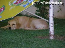 [P04] Jack » foto by Teoo
 - 
<span class="allrVoted glyphicon glyphicon-heart hidden" id="av102324"></span>
<a class="m-l-10 hidden" id="sv102324" onclick="voting_Foto_DelVot(,102324,2682)" role="button">șterge vot <span class="glyphicon glyphicon-remove"></span></a>
<a id="v9102324" class=" c-red"  onclick="voting_Foto_SetVot(102324)" role="button"><span class="glyphicon glyphicon-heart-empty"></span> <b>LIKE</b> = Votează poza</a> <img class="hidden"  id="f102324W9" src="/imagini/loader.gif" border="0" /><span class="AjErrMes hidden" id="e102324ErM"></span>