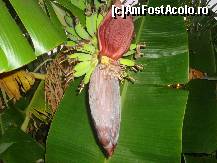 [P12] banane » foto by beko
 - 
<span class="allrVoted glyphicon glyphicon-heart hidden" id="av143029"></span>
<a class="m-l-10 hidden" id="sv143029" onclick="voting_Foto_DelVot(,143029,2733)" role="button">șterge vot <span class="glyphicon glyphicon-remove"></span></a>
<a id="v9143029" class=" c-red"  onclick="voting_Foto_SetVot(143029)" role="button"><span class="glyphicon glyphicon-heart-empty"></span> <b>LIKE</b> = Votează poza</a> <img class="hidden"  id="f143029W9" src="/imagini/loader.gif" border="0" /><span class="AjErrMes hidden" id="e143029ErM"></span>